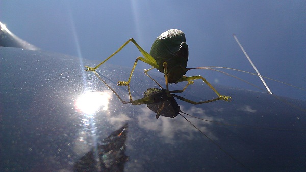 Tribute to the Katydid