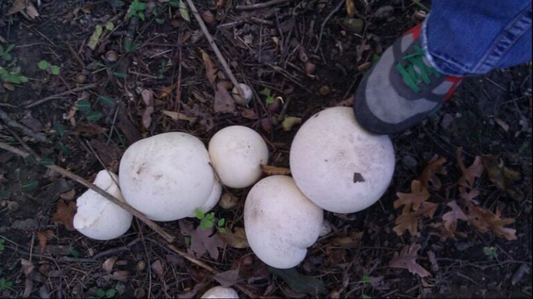 Holy Mushrooms