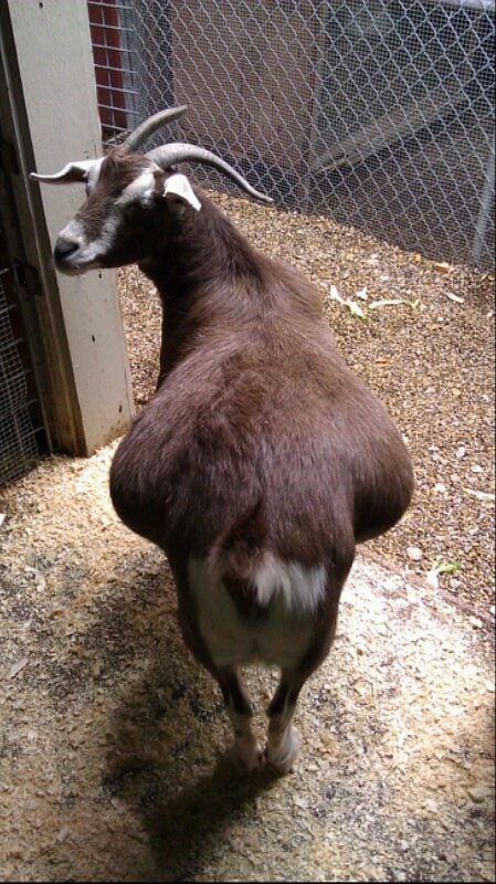 fat goat