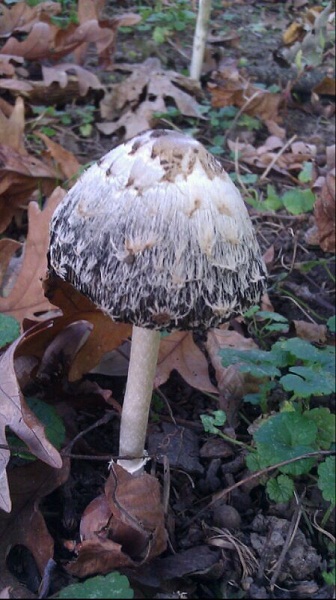 grey mushroom