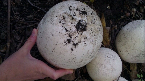 puffball
