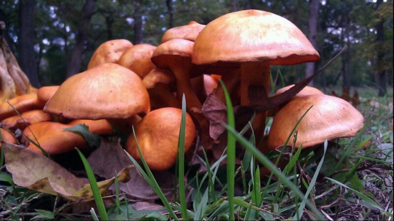 orange mushrooms