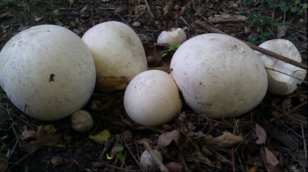 puffball mushroom