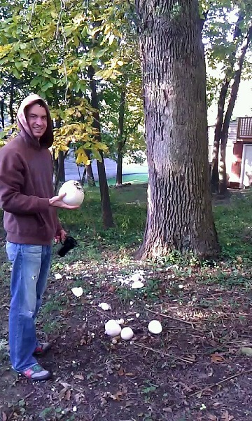 white mushroom