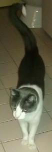 brian cat
