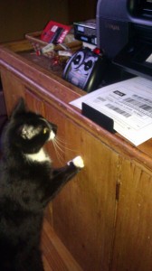 Stewie the cat