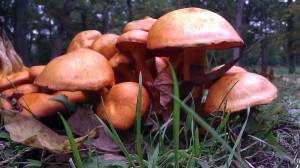 Orange Mushrooms