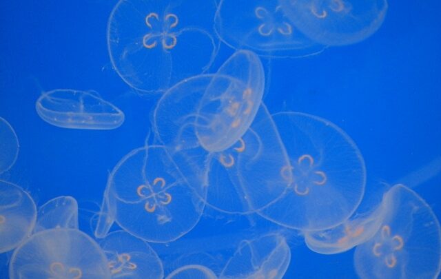 blue jelly fish photography