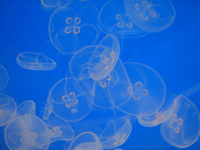blue jelly fish photography