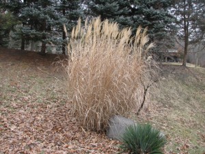 zebra grass