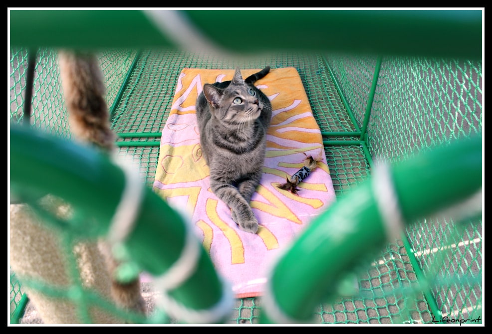Gorgeous cat looking up through the outdoor cat run