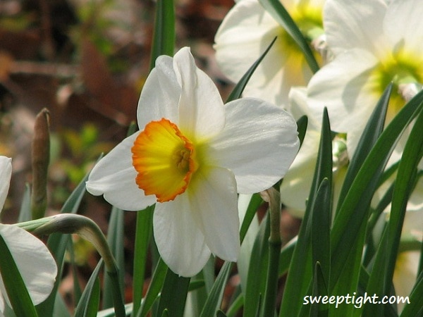 daffodil white daffodils photography