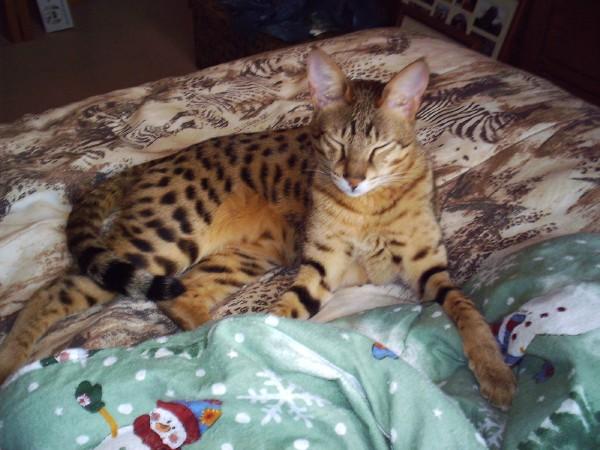 savannah cat photography