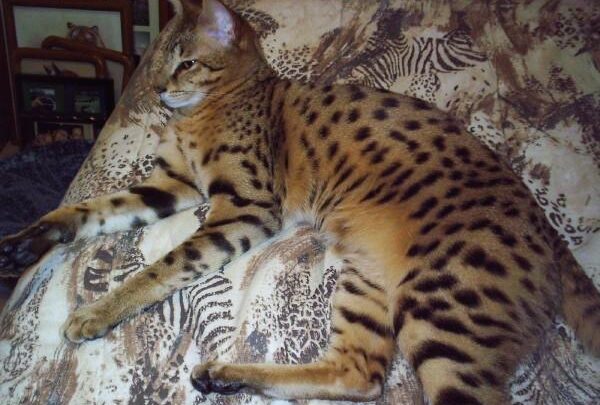 savannah cat photography