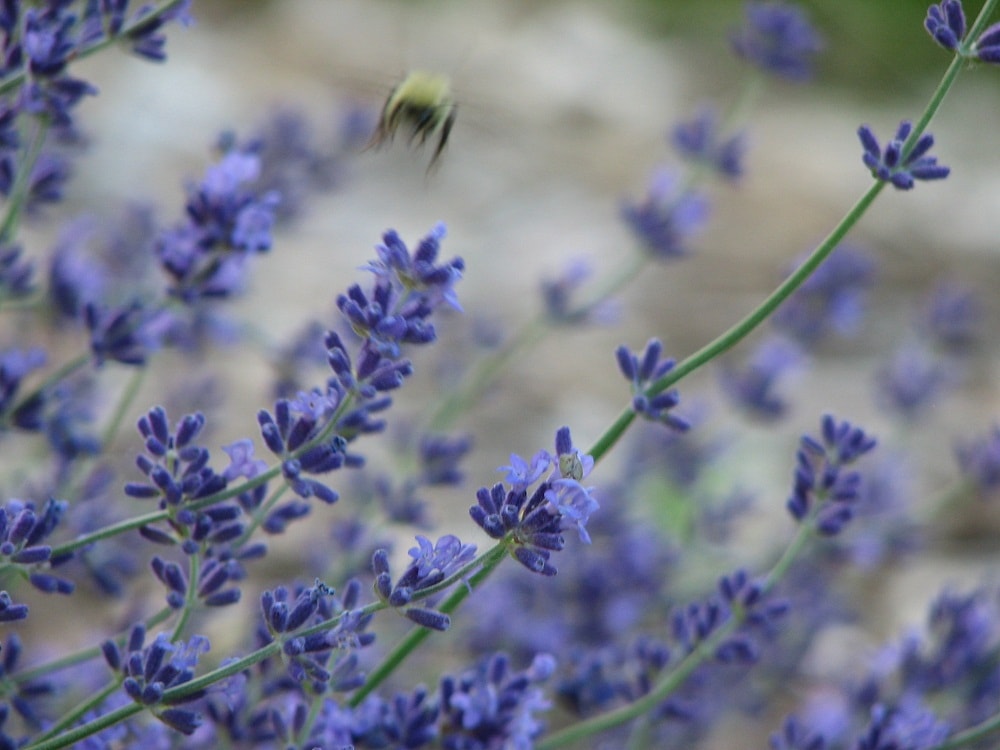 bee-in-flight bee in flight