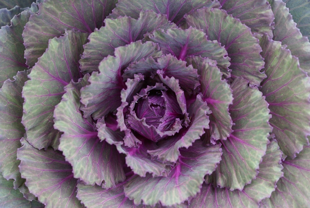 purple-plant purple plant