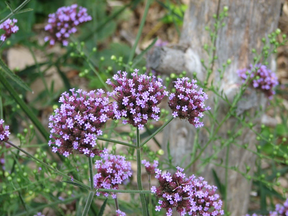 tiny-purple-flowers tiny purple flowers photography