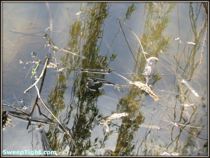A frog in a pond. 