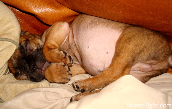 bugg in couch