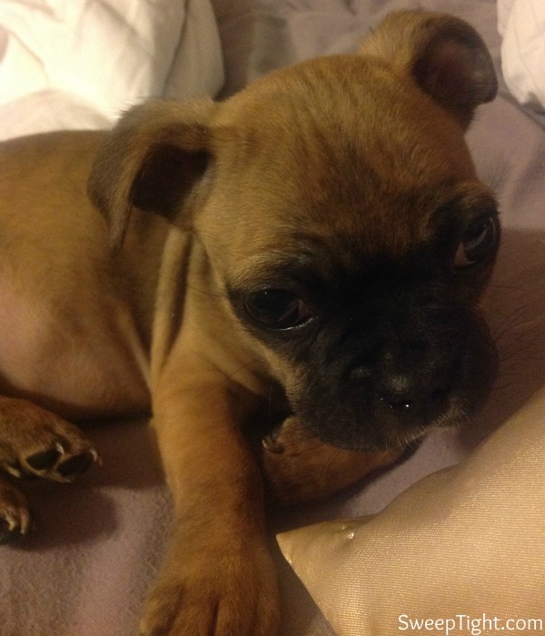 bugg puppy