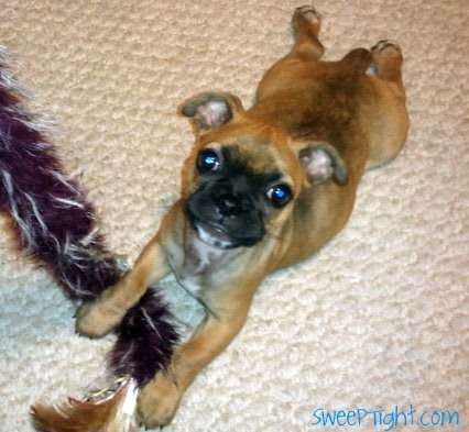 bugg puppy