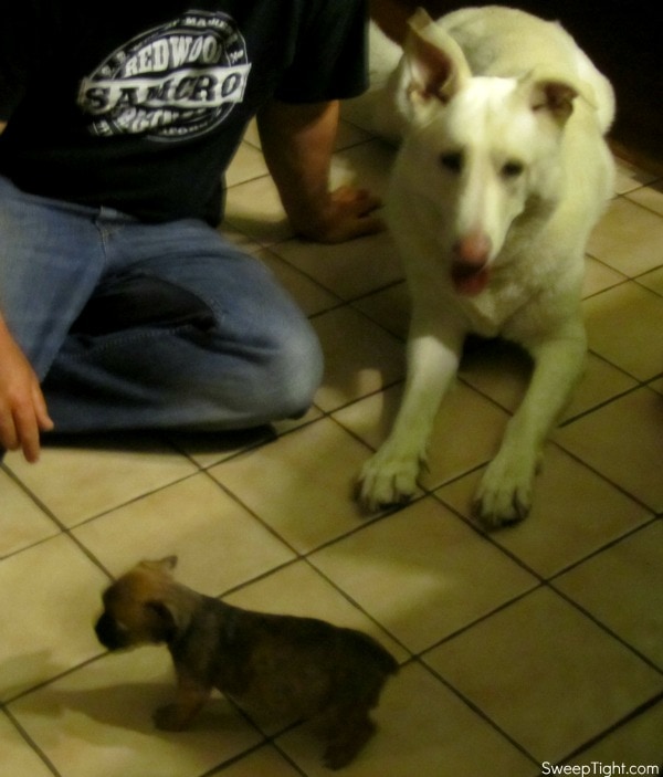 bugg puppy and shepherd