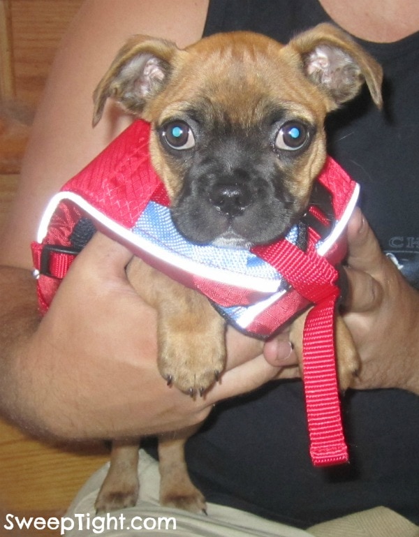 pup-life-vest surf n turf vest