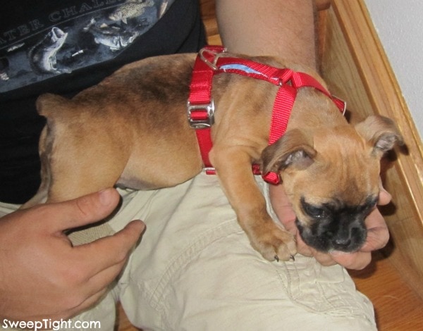 puppy-trufit-harness trufit harness