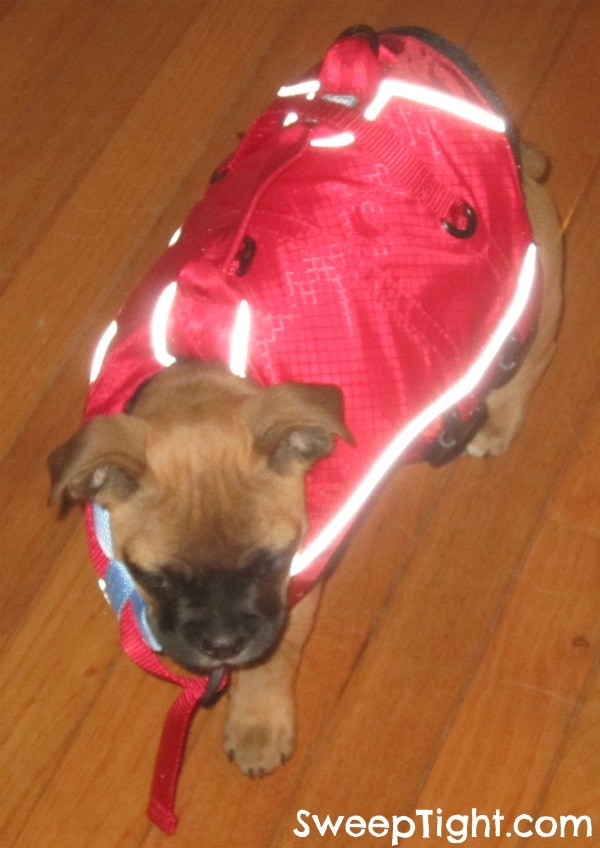 puppy-vest surf n turf