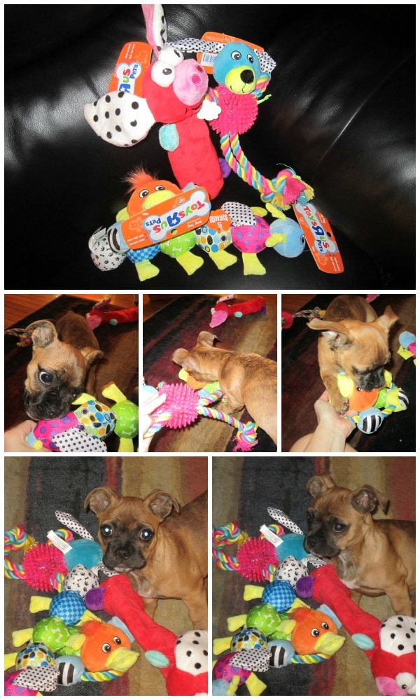 toys r us pets