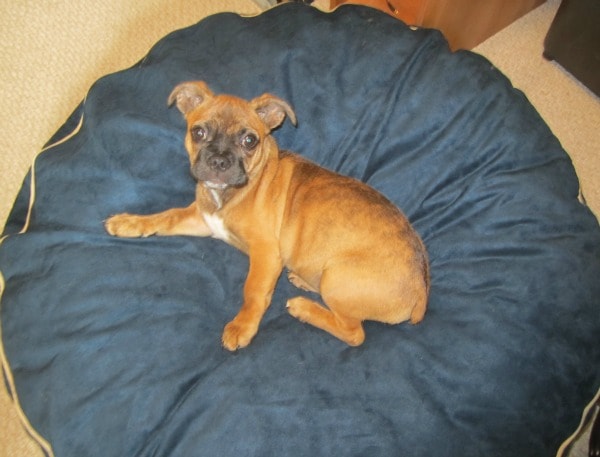 jaxx pet bed