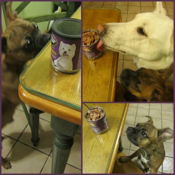 cesar dog food