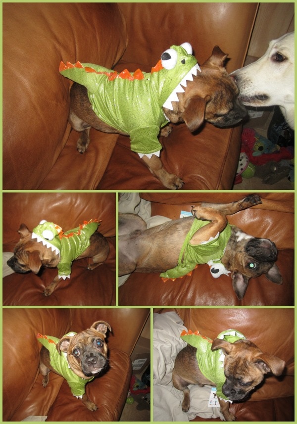 dogs costumes