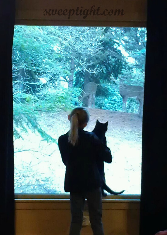 joy of pets