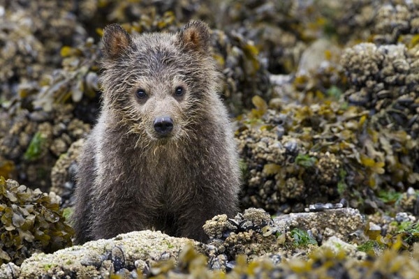 Disneynature BEARS cute
