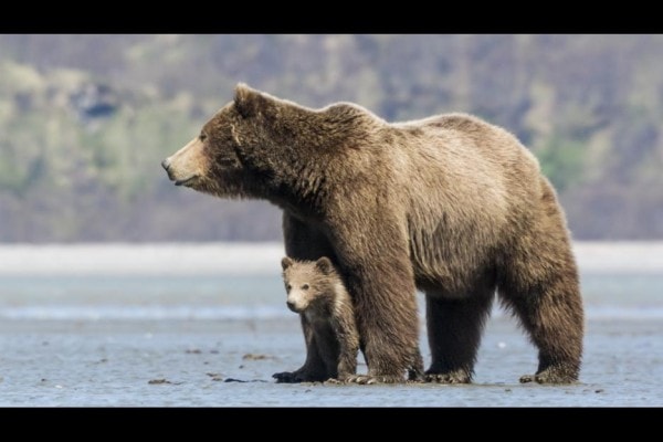 Mama and baby bear.