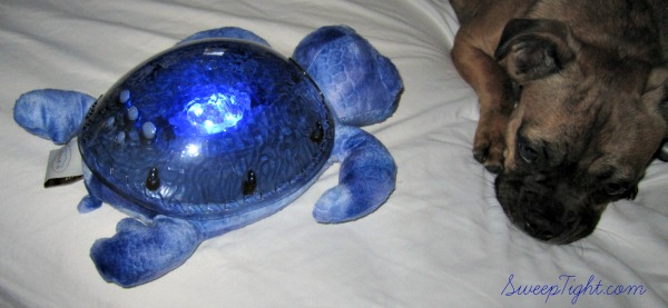 tranquil turtle