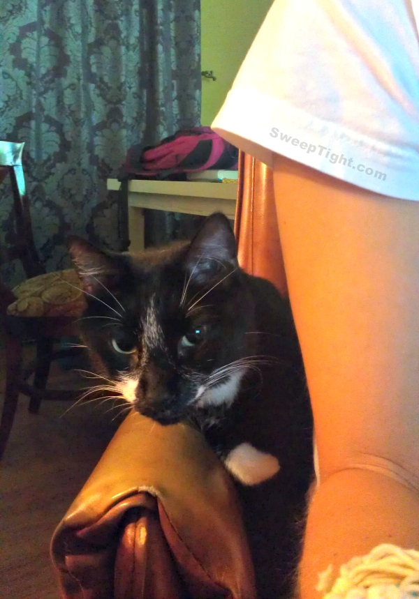 Funny cat blog editor 