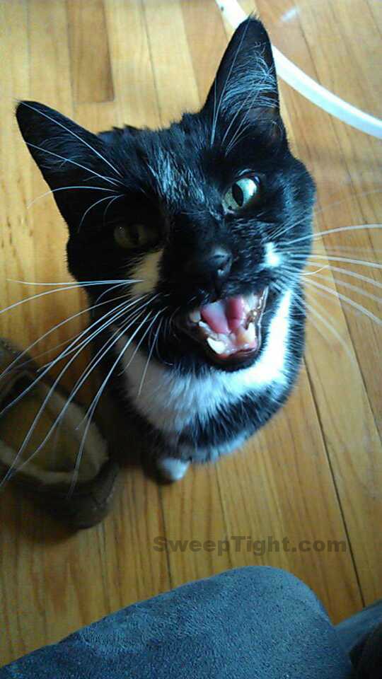 funny cat yelling