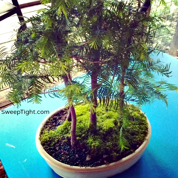 bonsai trees Dawn Redwoods National Houseplant Week