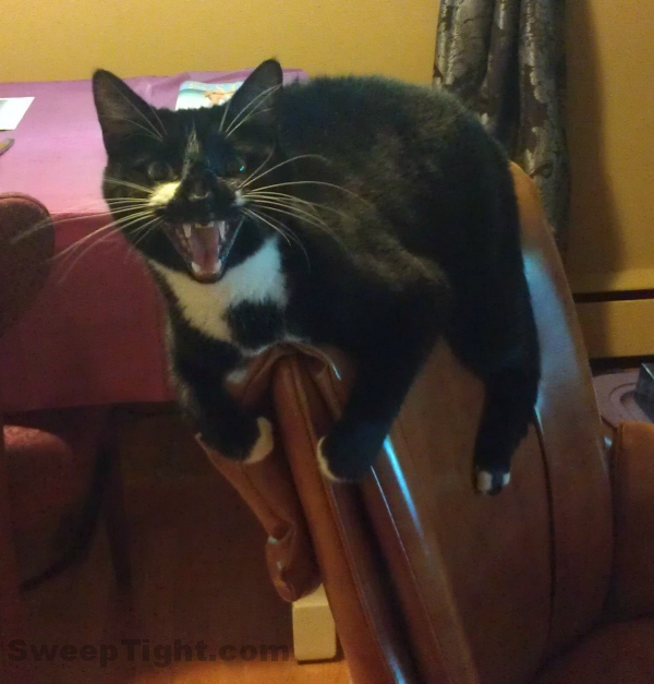 funny cat miserable boss