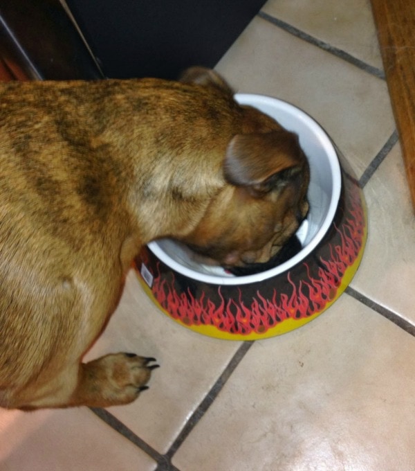 dog food