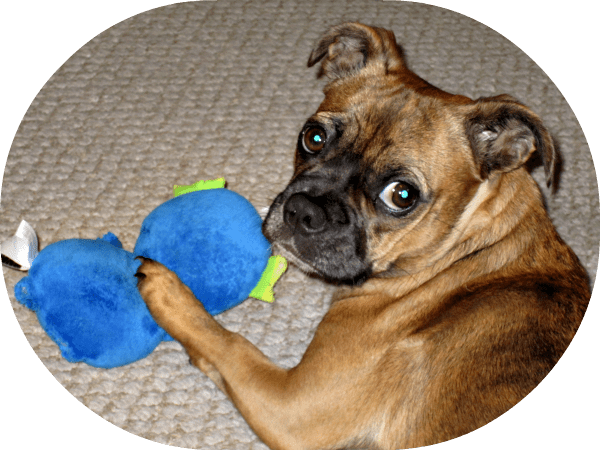 Pug mix dog playing with a monster toy. 