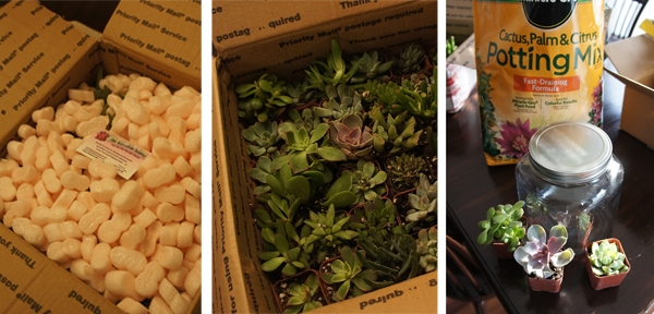 DIY Christmas Gift - Succulent Terrarium