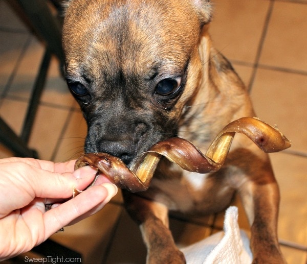 Happy Dog Box for Monthly Pet Goodies