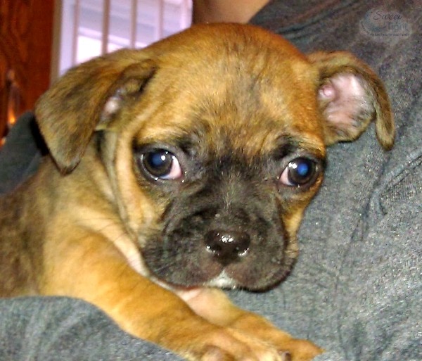 Treating Pet Behavioral Problems Naturally