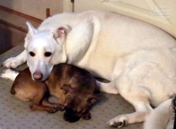 Taking Steps Towards Natural Pet Products #PawNatural 