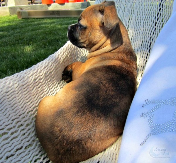 Taking Steps Towards Natural Pet Products #PawNatural