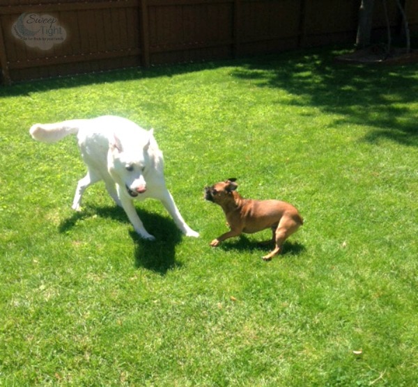 Dogs playing like crazy