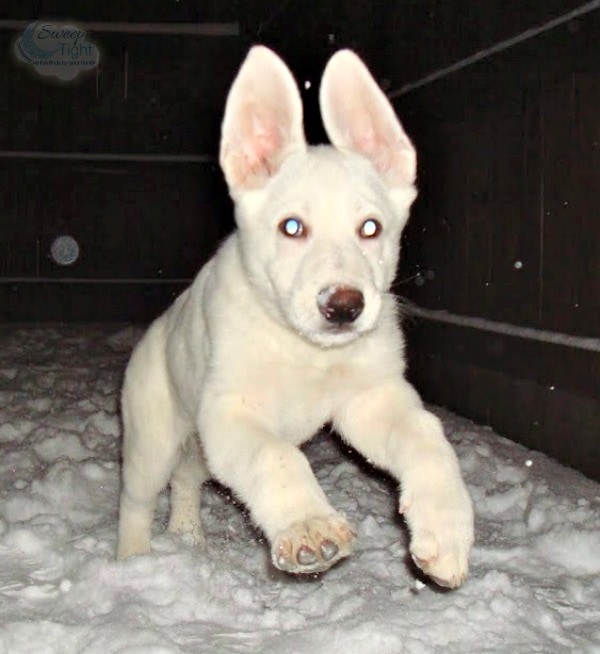 Hilo as a Puppy